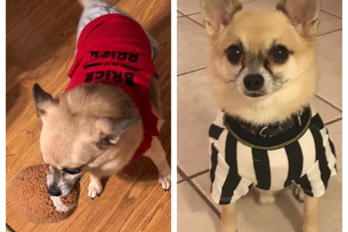 Two photos of dogs in SEMO and referee shirts. 