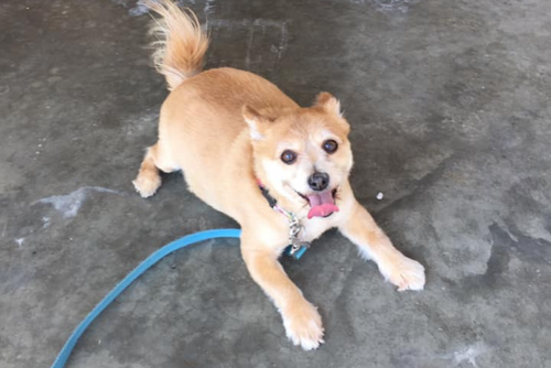 A dog is ready to play outside.