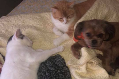Two cats and one dog play on a bed