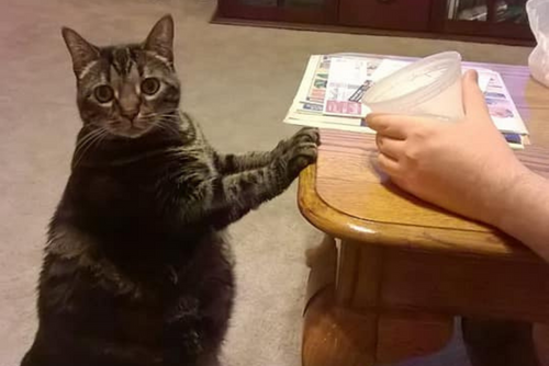 A cat stands on its hind legs next to a table where its owner is sitting.