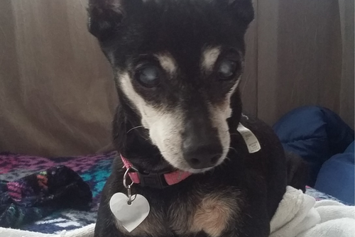 A small black dog looks into the camera.