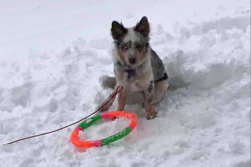 A dog plays with a toy in the snow.