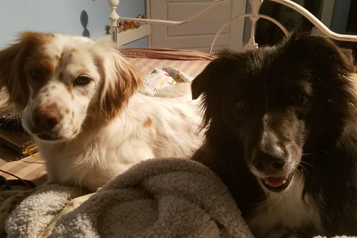 Two happy dogs sit on a bed and look into the camera.