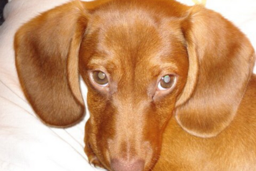 A brown dachshund looks deeply into the camera.