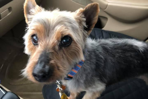 A small brown and black dog sits in the passenger seat of a car.