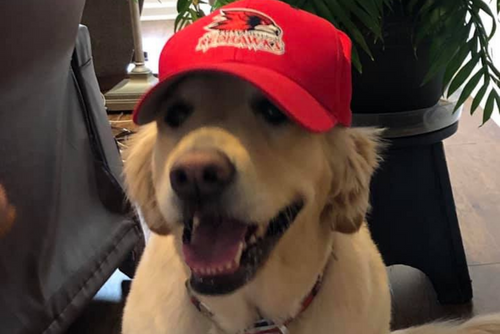 A dog looks very happy to be wearing a red SEMO hat.