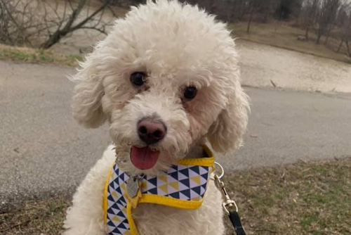 A fluffy dog sits outside with a scarf on and looks into the camera.