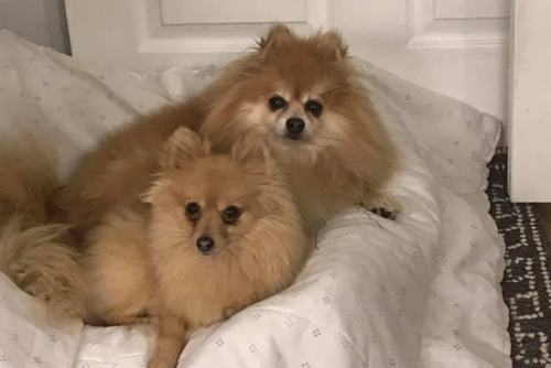 Two very fluffy dogs lie on a bed and stare at the camera.