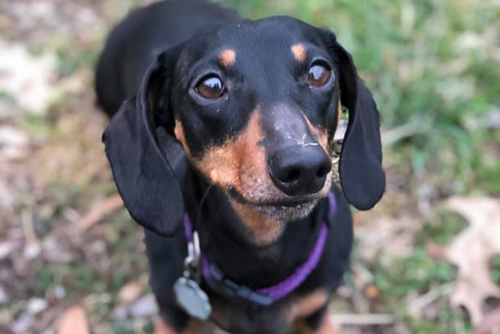 A dog is outside and waits for their owner to take a photo.