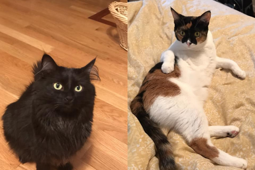 Photos side by side of a black cat and calico cat.