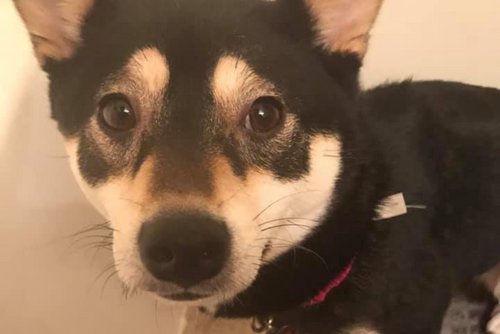 A dog looks curiously into the camera.