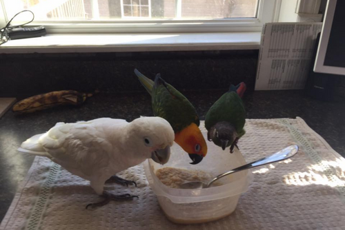 Several colorful birds stand around a bowl and eat.