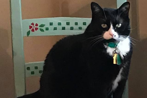 A dignified cat looks at the camera and sits on a wooden green chair.