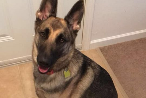 A German Shephard sits inside and looks at the camera. 