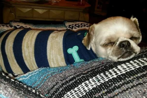 A small white dog is asleep in a striped sweater