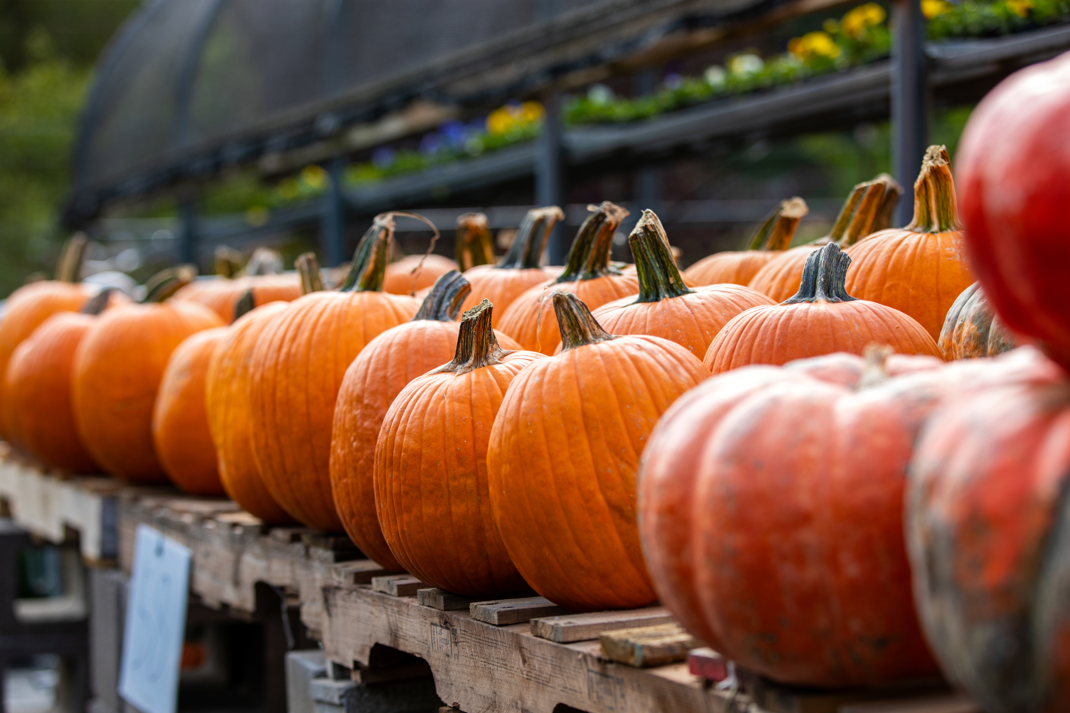 Pumpkins lined up at the greenhouse at SEMOs campus.