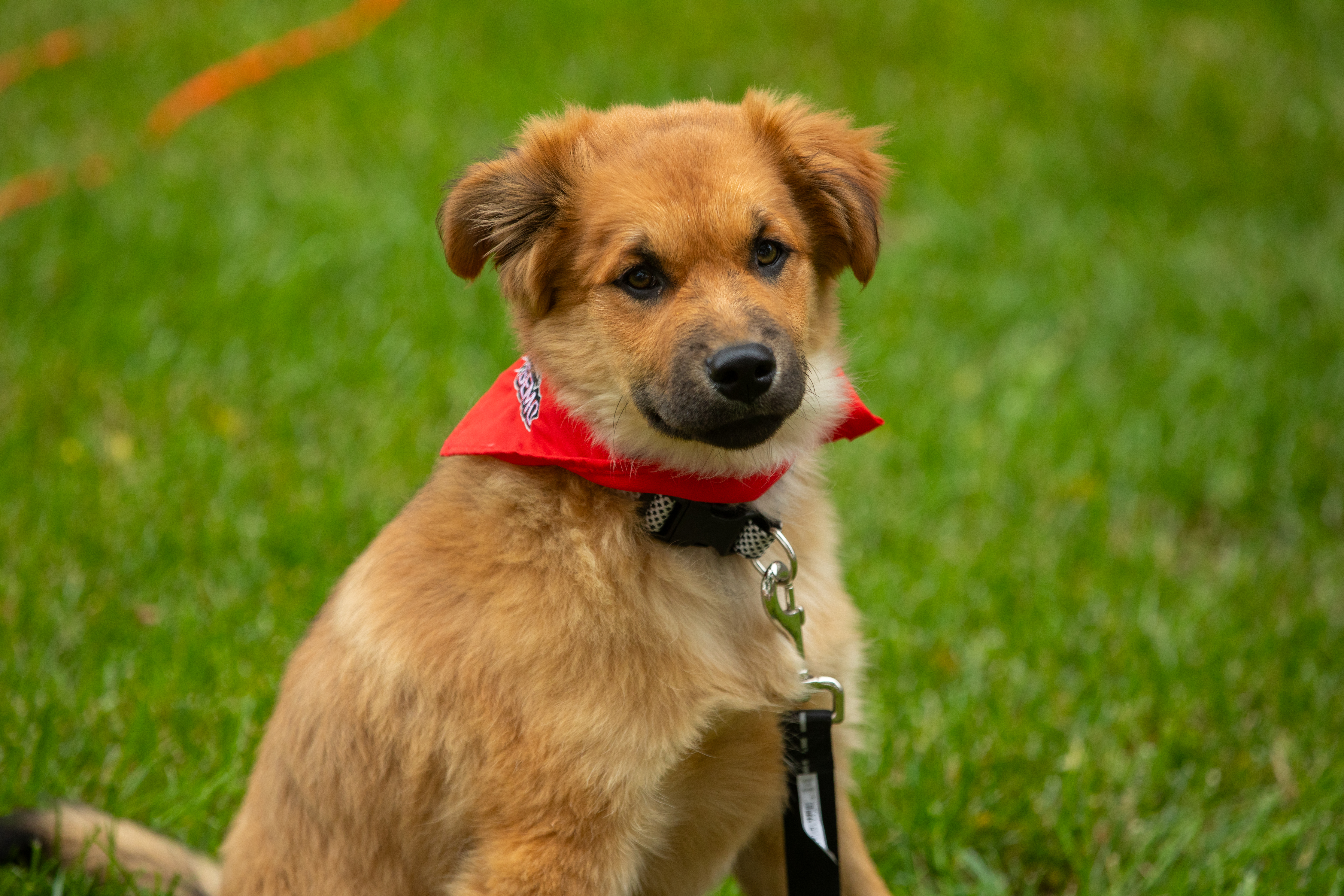 Dog with SEMO bandana 