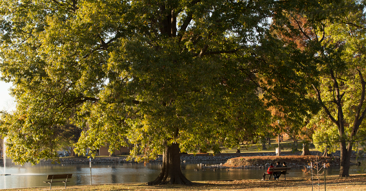 Capaha Park at golden hour. A large tree shades two people sitting on a bench by the pond.