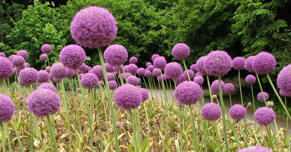 A filed of purple allium flowers