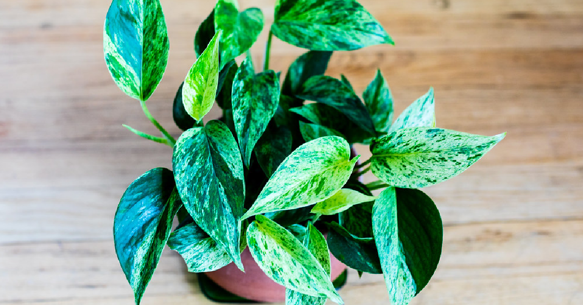 A pot of pothos sitting on a wood floor