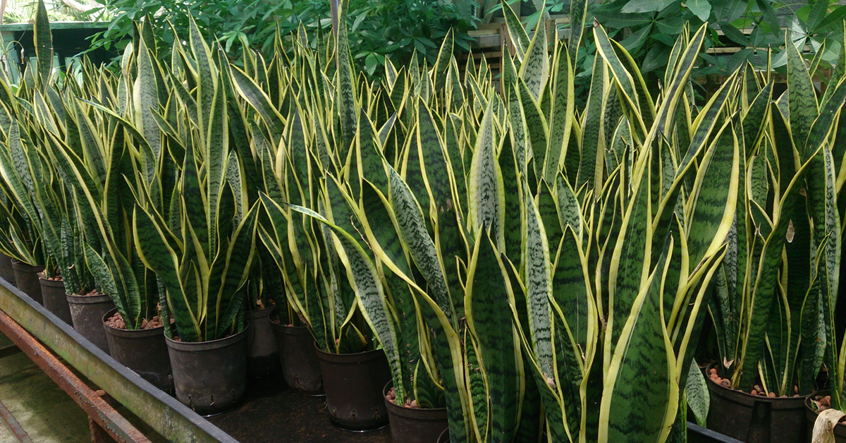 Pots full of snake plant grass