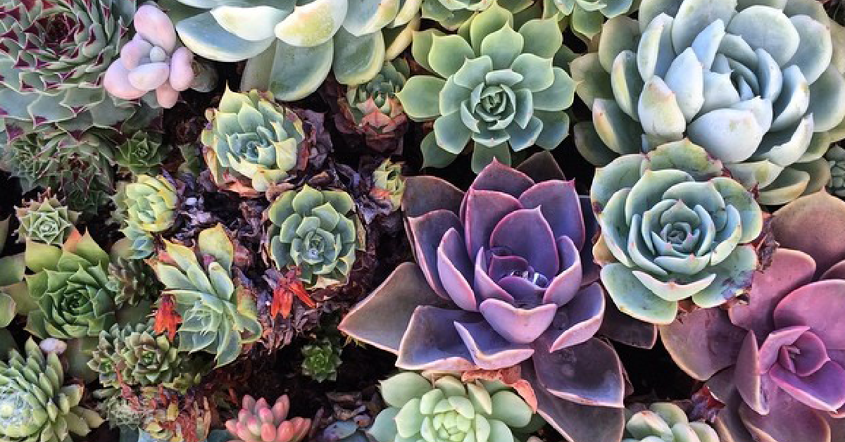 An assortment of succulents in purple, green, and mint colors.