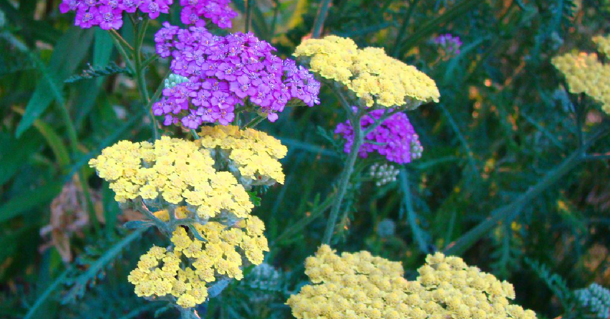 A bed of light yellow and purple yarrow flowers. 