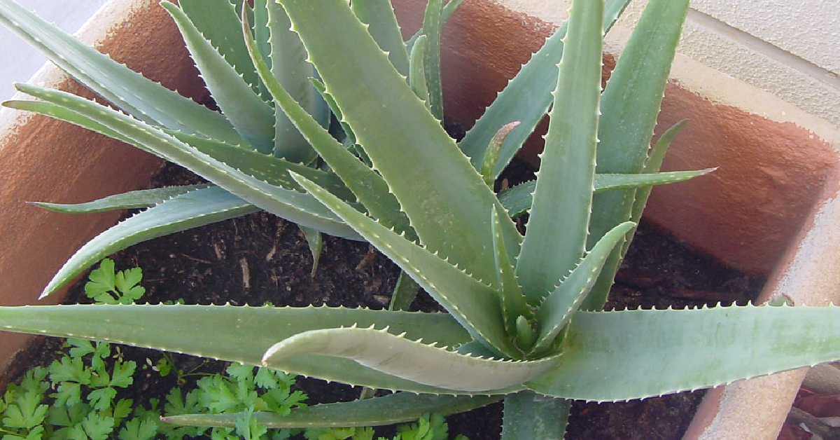 A large planter with two aloe plants inside