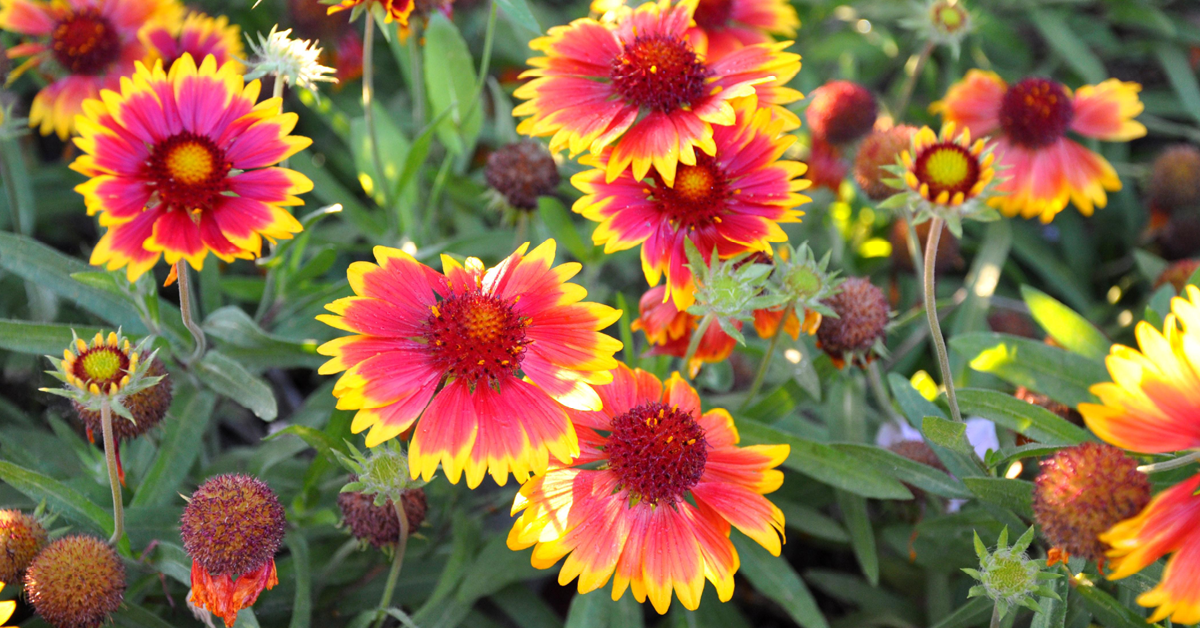 A bed of red and yellow blanket flowers