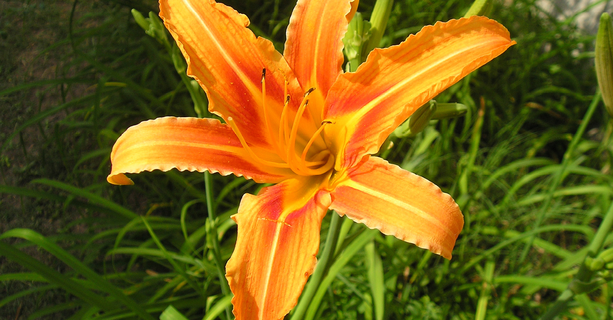 A single, orange daylily