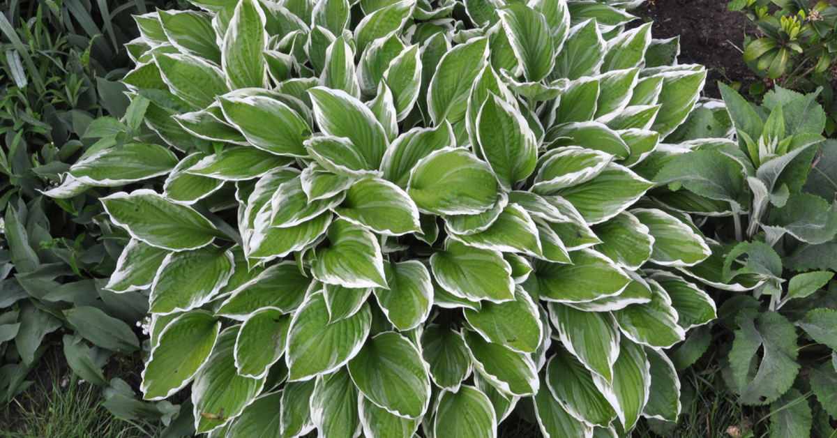 A large pot of Hosta, an ivy like bush with green leaves
