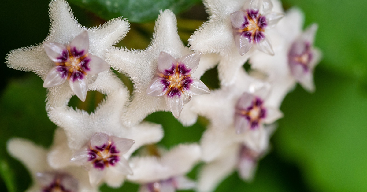A group of white Hoya with purple centers