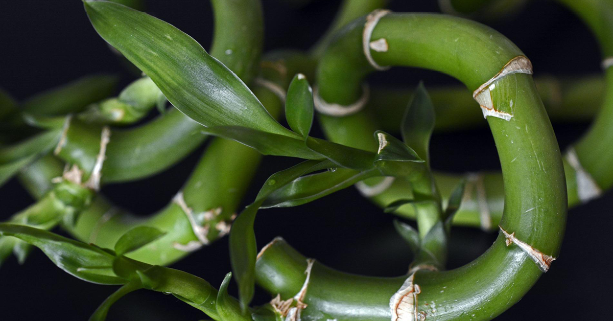 Lucky bamboo grown into a knot pattern against a black background.