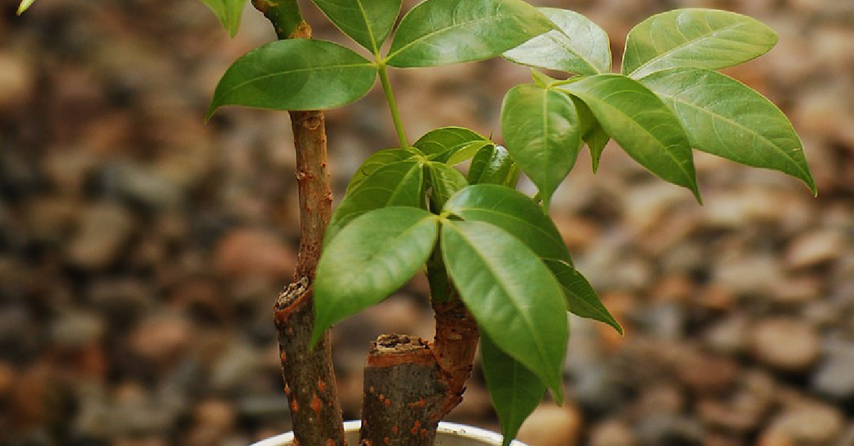 A money tree in a white pot.
