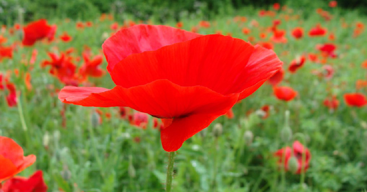 A field of red poppies 