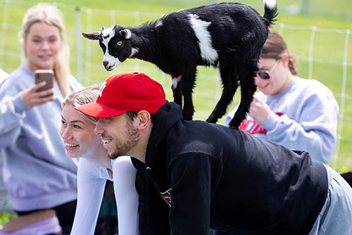 Southeast students participate in the student activities council hosted goat yoga event with a got on their backs