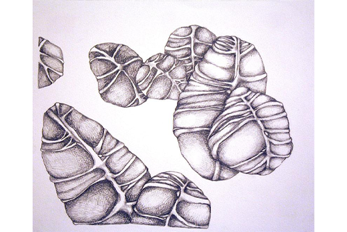 A sketch of six fossil-like shapes in shades of gray. 