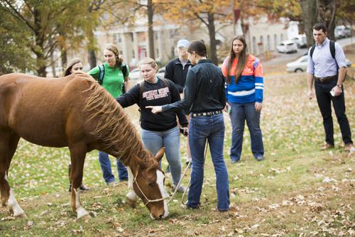 Southeast communication studies majors participate in an exercise with a horse trainer.