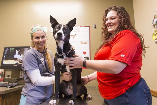A pre-veterinary medicine student and a peer tend to a dog on an examination table.