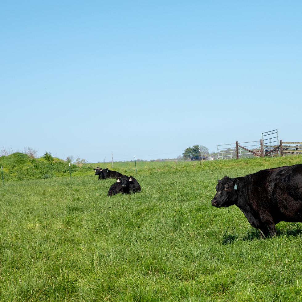 Cows occupy a field at SEMO’s David M. Barton Agriculture Research Center.  