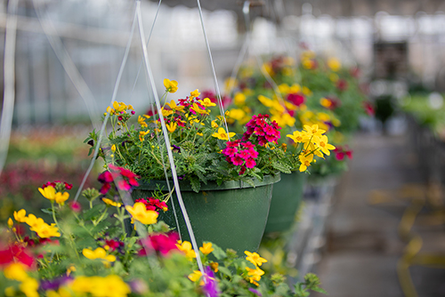 Agriculture students perform a plant and soil exercise at Southeast Missouri State University for their agriculture courses