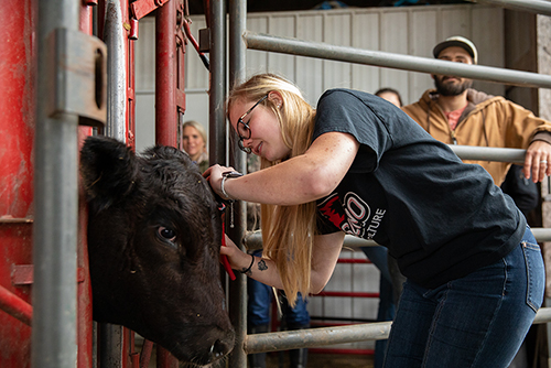 Dr. Samantha Siemers supervises agriculture students performing livestock evaluations in an agriculture course