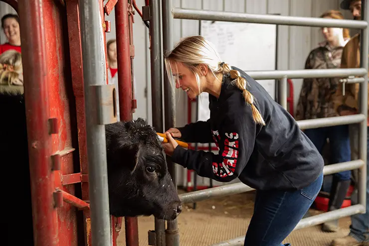 a SEMO agriculture major puts a tag in a cow's ear