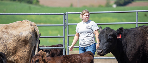 ag student stands at a lab table with a microscope in front of her looking in through the viewfinder