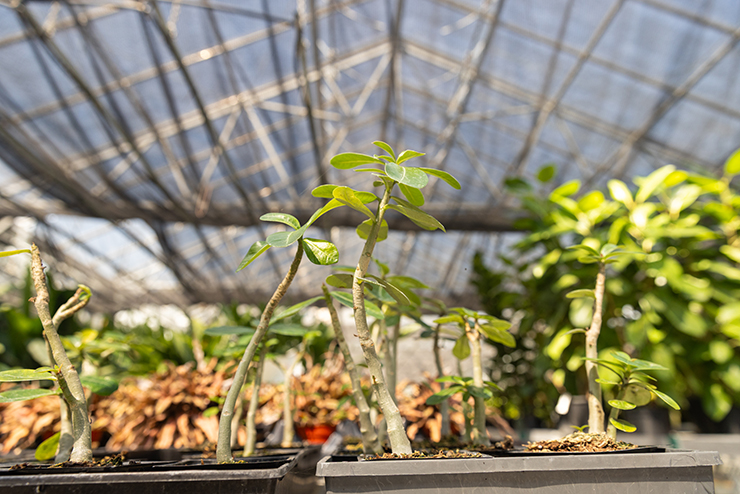 a native plant blooming outdoors, the plant is bush-like with small blue flowers