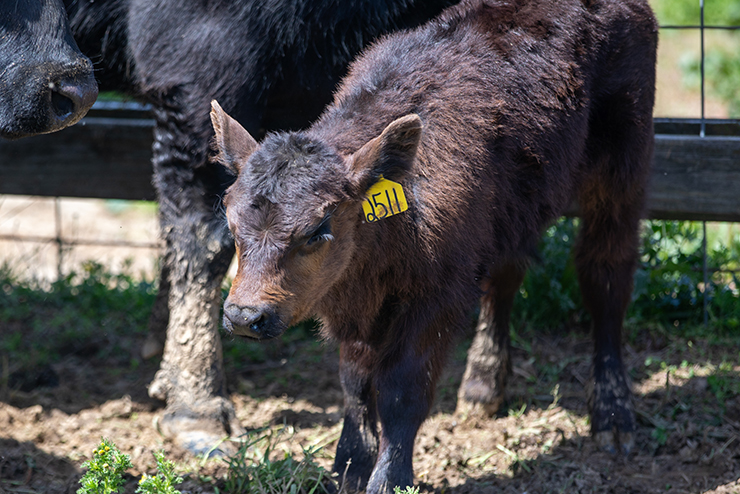 a cow stares out at the viewer