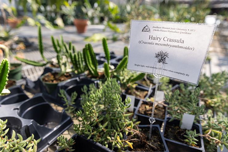 a faculty member and a student examine a plant in the ag greenhouse