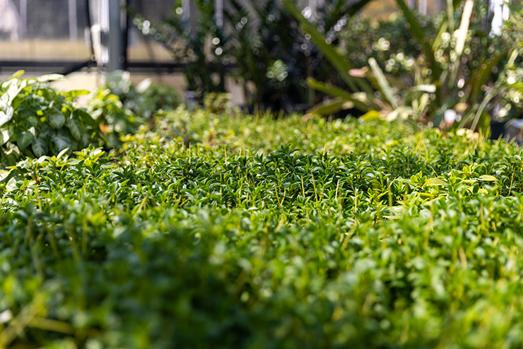 a look down an aisle of the greenhouse, lined with potted plants
