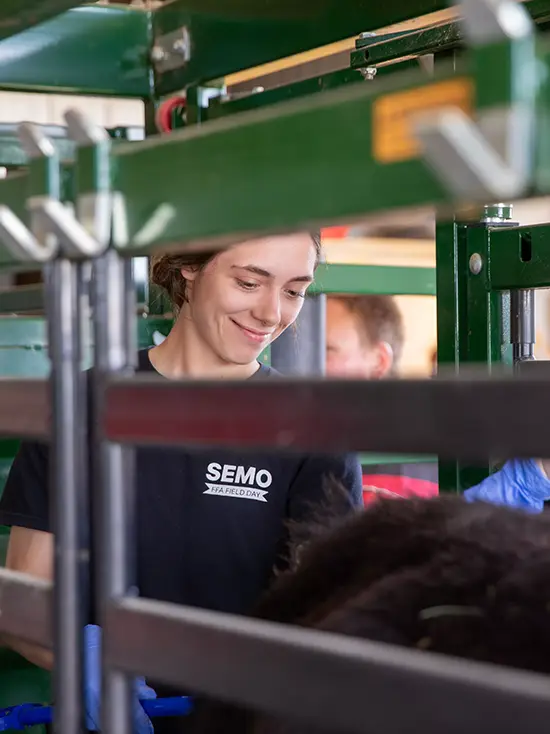 Lacey, an agriculture animal science student, in a cattle pin checking if cattle are pregnant for her agriculture courses in agriculture animal science for her ag degree