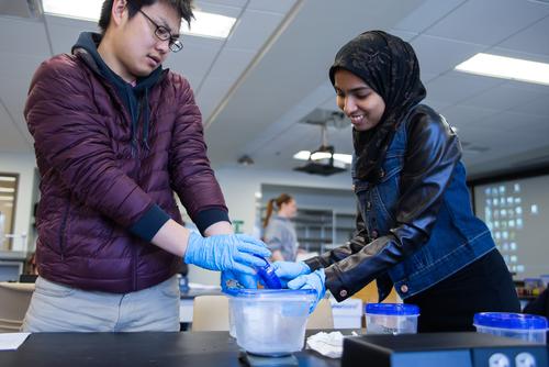 two biomedical sciences students completing a lab assignment together